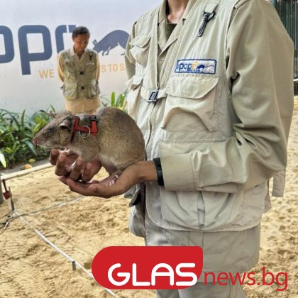 Доста едричък с меко козинесто тяло муцуна която мърда неспирно