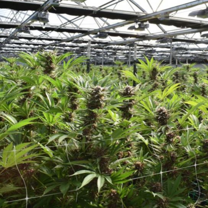 Домашна нарколаборатория е открита при спецакция в Асеновград По случая