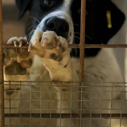 Общинският приют за безстопанствени кучета в Перник е поставен под