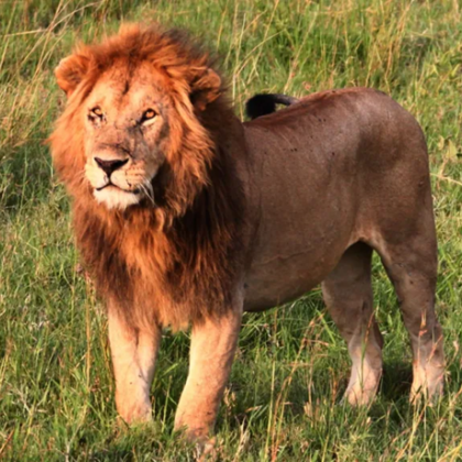 14 годишно момиче е било убито от лъв в покрайнините на