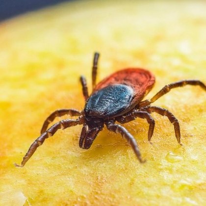 В България след пандемията от COVID 19 се наблюдава ръст в