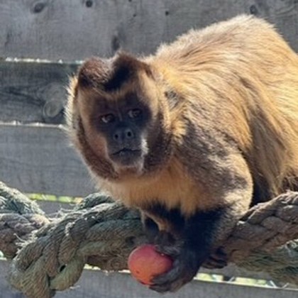 Животните в зоопарка в Бургас се насладиха на разноцветни великденски