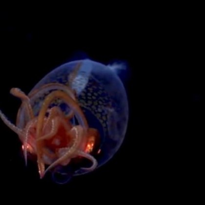 Учени успяха за първи път да заснемат на видео рядко