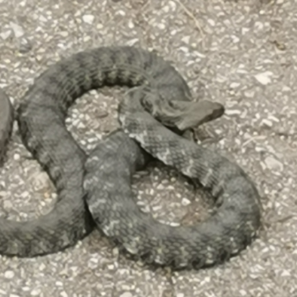 Жител на Пазарджик публикува снимки в социалните мрежи на които