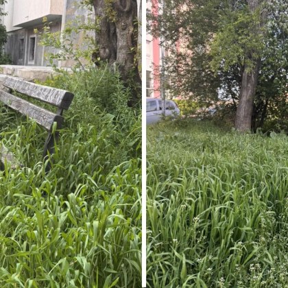 До колко сантиметра височина трябва да стане тревата за да