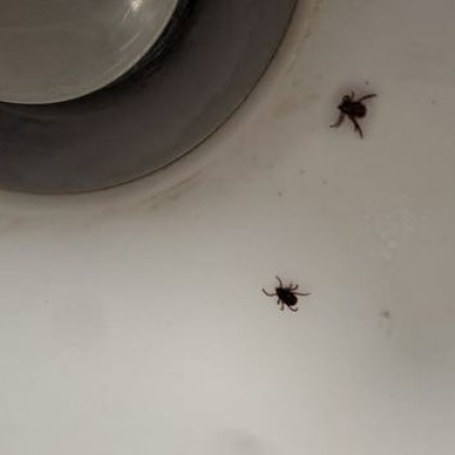 С идването на пролетта природата се събужда но заедно с