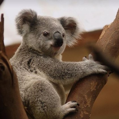 Снайперисти в хеликоптери са застреляли над 700 коали в Националния