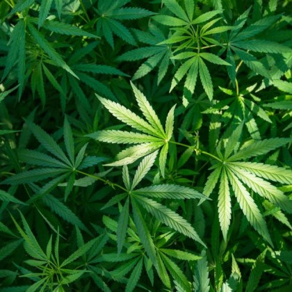 Около 25 000 души са се напушили неволно след планирано изгаряне