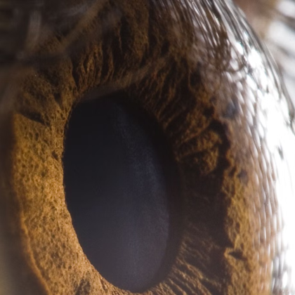 Учени от Калифорнийския университет са открили напълно нов цвят който