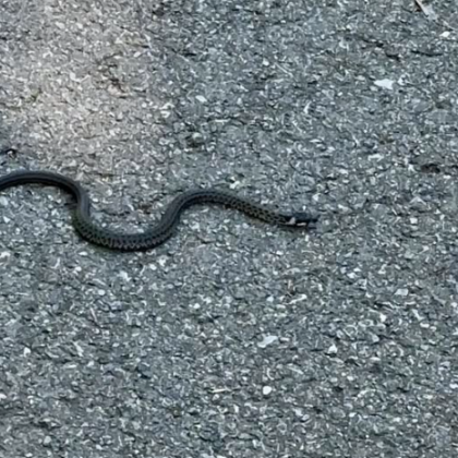 Жителка на Стара Загора засне змия в района на Аязмото