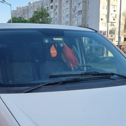 Забавна и нетипична сцена предизвика усмивки сред жителите на столичния