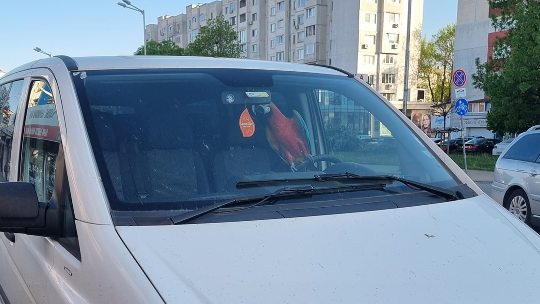 Папагал на волана на бус в 