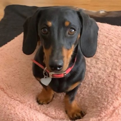 Куче на име Валери изчезна през ноември 2023 г докато