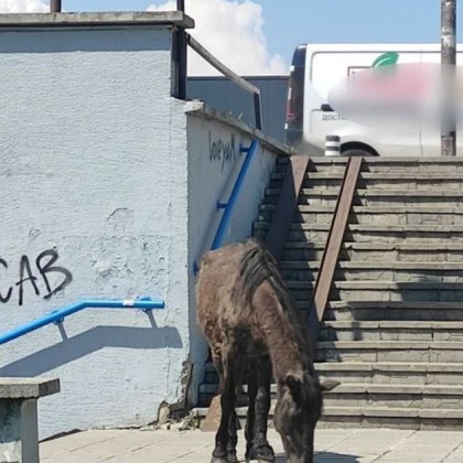 Живописна сцена се разигра край метростанция Сливница в София където