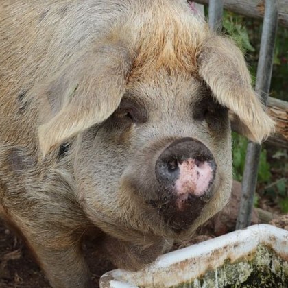 Огнище на африканска чума по свинете беше потвърдено във ферма