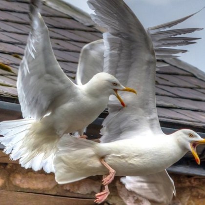 В шотландските градове Инвърнес и Наирн местните жители са изправени