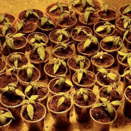 ГДБОП задържа двама души в помещение специално оборудвано за производство