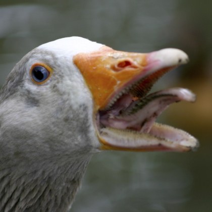 Министерството на отбраната на Канада издаде инструкции на своите служители