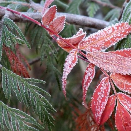 Жълт код за слани се очаква във вторник в осем