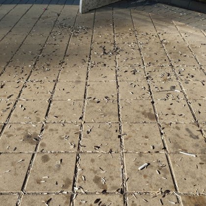 Дама алармира за грозната гледка сътворена от димитровградчани наслаждаващи се