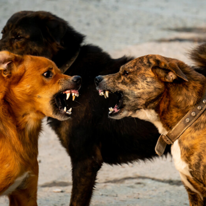 Тежък инцидент с домашно куче и нарастващ страх сред жителите