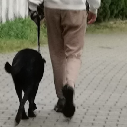 На 25 април около 19 00 ч в парк Колю Фичето