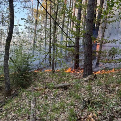 Горски служители и пожарникари се борят с пожар в района