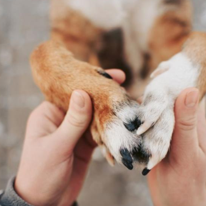 Жителка на София представила се във Facebook като Злати Рич