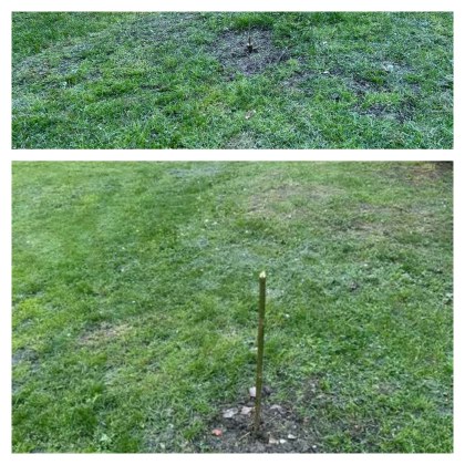 Десетки дръвчета засадени с лични средства и доброволен труд от