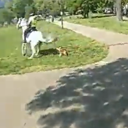 Полицията в Лондон търси свидетели след като два от конете