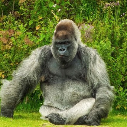 Въпросът дали 100 мъже могат да победят горила отново набра