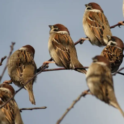 Тази събота 3 май за девета поредна година ще се