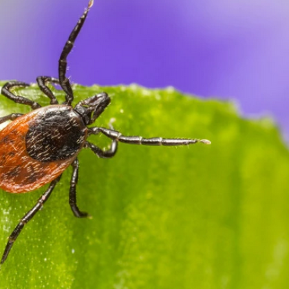 Със затоплянето на времето се появяват и различни заболявания някои