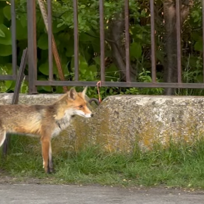 Неочакван гост се появи в двора на 145 Основно училище