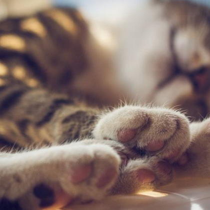 Русенски пожарникари спасиха живота на коте след като го свалиха