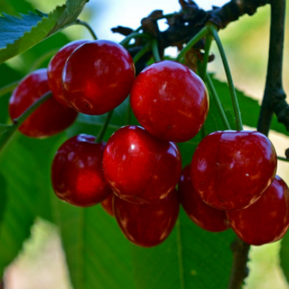 Ще се сбъдне ли прогнозата че цената на килограм череши