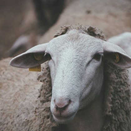 Над 200 тона вносно агнешко ще залее в следващите дни