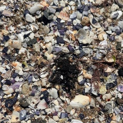 Плажната ивица в Поморие е залята с нефтени петна които