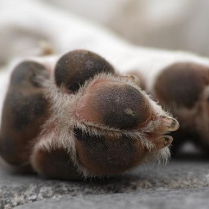 Неизвестни хора са разхвърляли месо с отрова по улиците на