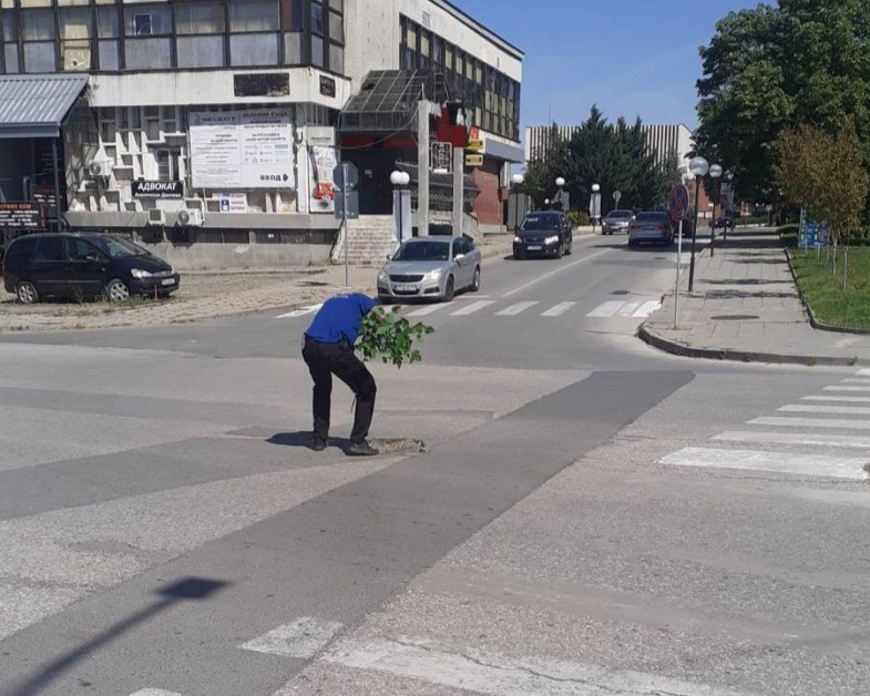 Показаха как се "озеленяват" чирпанските улици СНИМКИ