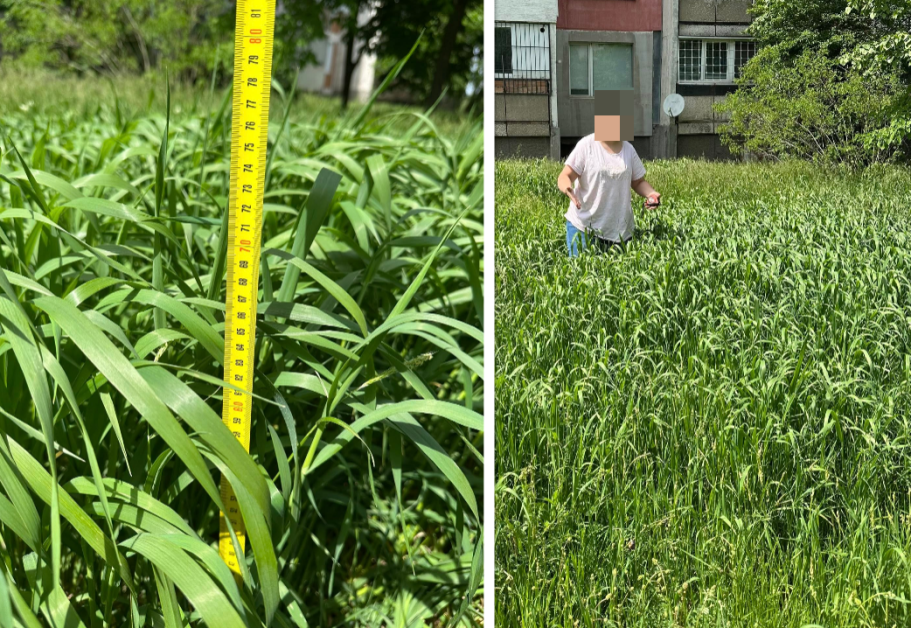  Столичанка за избуяли треви: Чакаме да завъдим змии ли? 