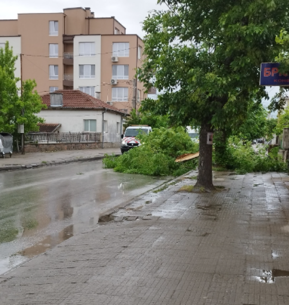 Дърво падна в Пловдив СНИМКА