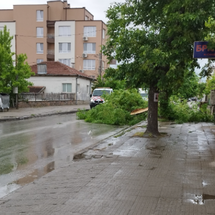 Голямо дърво падна върху пътното платно на Коматевско шосе в