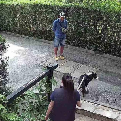 Случай на нагла измама и кражба на домашен любимец разтърси