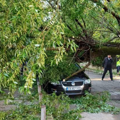 Голямо дърво падна тази сутрин върху паркиран автомобил на улица