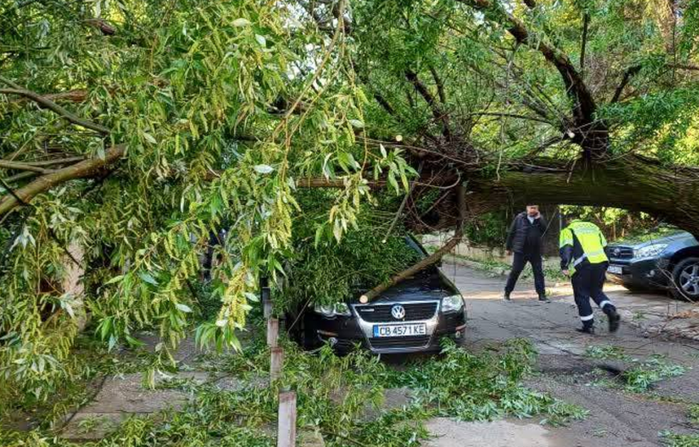 Огромно дърво се стовари върху кола в София СНИМКИ
