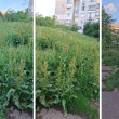 Джунгла в София! Търсят се деца, кучета и общинари СНИМКИ