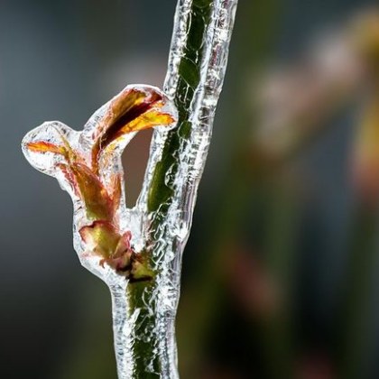 Над 300 000 декара засегнати площи и повече от 5000