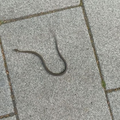 Пролетта настъпи с пълна сила а с покачването на градусите