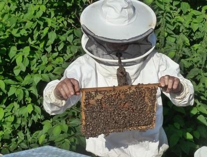 До 90% смъртност на пчелите в части на България